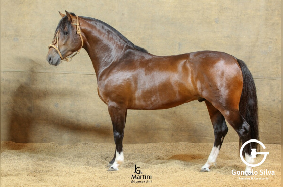 MARTIN FIERRO DA RECORRIDA 