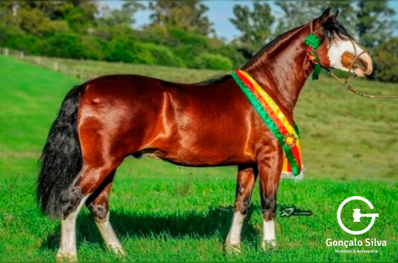 MARCONI XEQUE MATE - TE