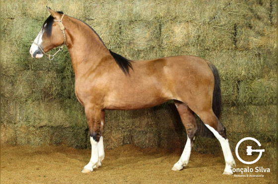 RE UMA FERA (VENDA VERTICAL)