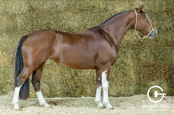 UMA ROSA DA RECONQUISTA