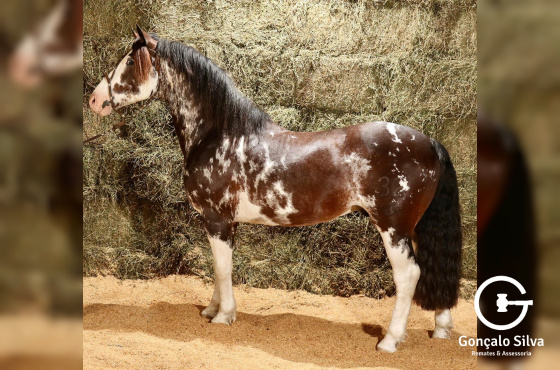 DOÑA EUFEMIA DESEADO 