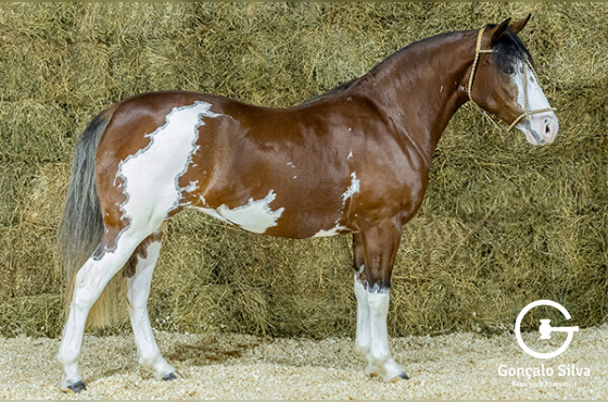 BALU DA BOTUVERÁ SR