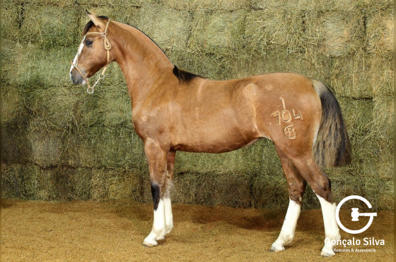 RE VITORIOSA (VENDA VERTICAL)