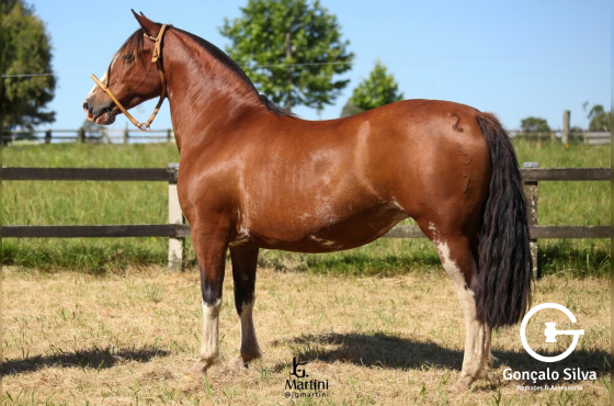 LAS CALLANAS LA BUENA