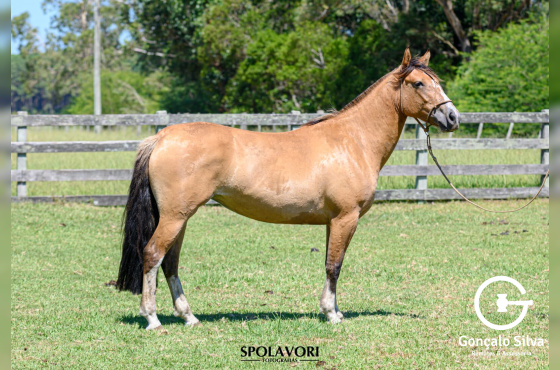 VIZINHA DO PASSO FUNDO