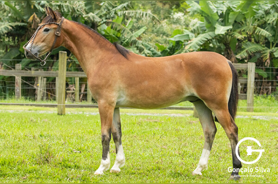 TRV SUCESSOR DA ZERMIANI 