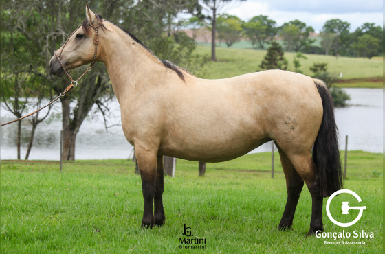 SINAL DA CRUZ MEIA LUA