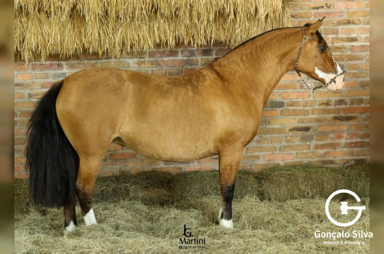 ZAFIRA MAPOCHO
