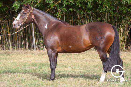 LUZ DEL FUEGO DO MAKO