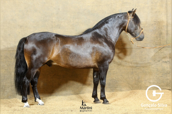 CAIBATÉ DA RECORRIDA 