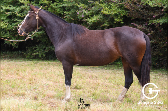 UBALDINA DO CAÇADOR 