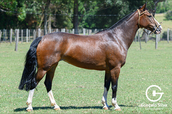 ESCARAPELA DO INFINITO