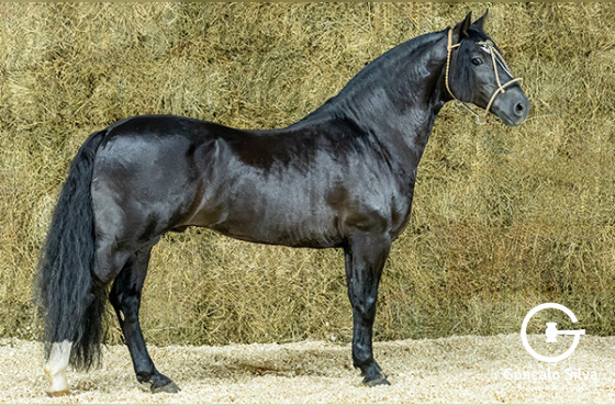 CUTILLERO DE SANTA THEREZA